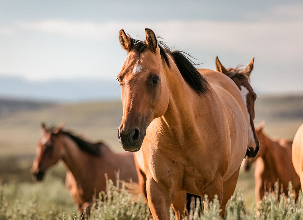 Equine & Bovine Mobile Vet in Medford Mobile Vet Near Me Church's